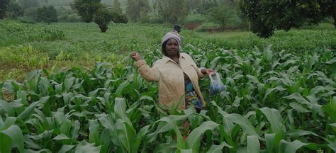 IITA, East Africa countries pledge to collaborate on agriculture research to address common ...
