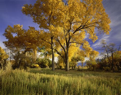 Ten Popular Poplar Trees