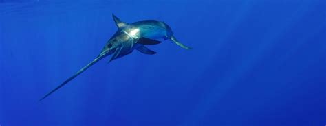 Swordfish - Top Shot Sportfishing Charters