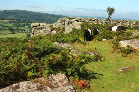 Belted Galloways, Hunter's Tor © Derek Harper cc-by-sa/2.0 :: Geograph Britain and Ireland