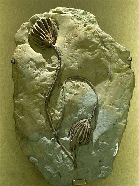 crinoid | fossilized crinoid | Sabrina Setaro | Flickr