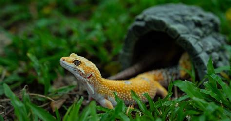 19 Best Leopard Gecko Plants For Setup - SnakeTracks.com