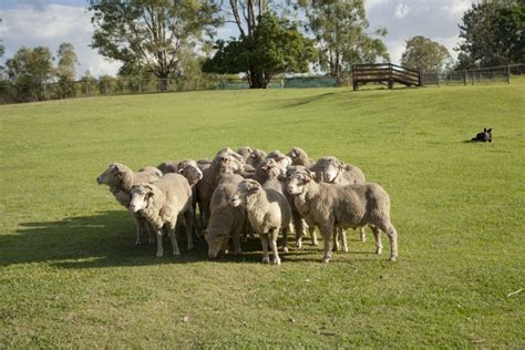 Sheep Fencing | Australian Sheep