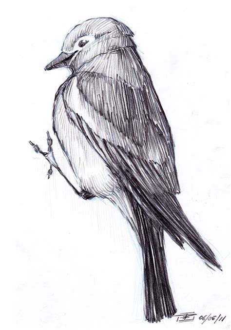 Niklas K Andersen: Bird sketches