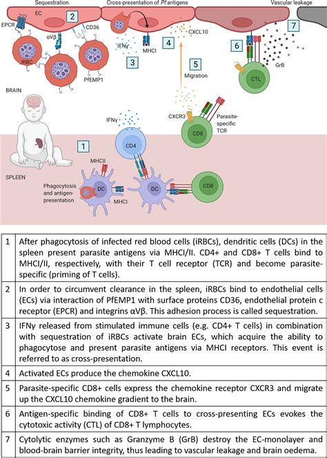 Frontiers | Cerebral Malaria: Current Clinical and Immunological Aspects