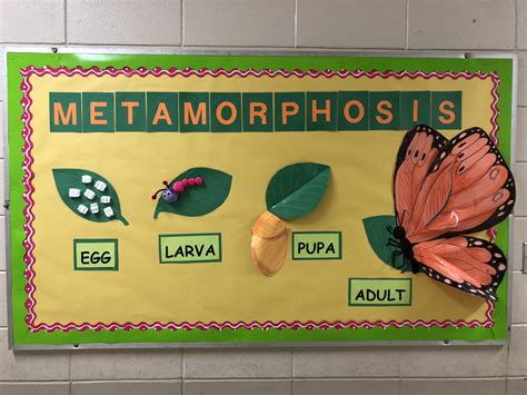 Metamorphosis Butterfly Life Cycle Bulletin Board. I like to use dimensional elements in my ...