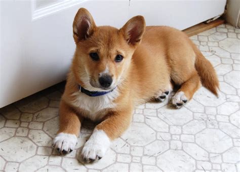 Corgi / Shiba Inu mix My Little Buckley---Oh my gosh...it's amazing ...