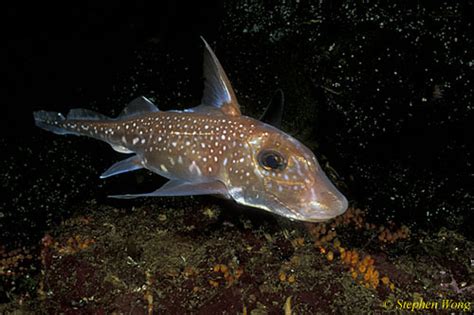 Chimaera Ratfish 02 Hydrolagus colliei 110903