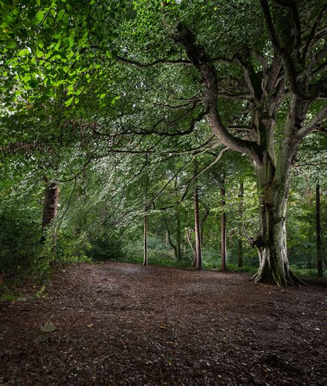 Neale Smith Photography :: Pollok Park