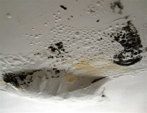 Mold Prevention Tips - Premier Restoration