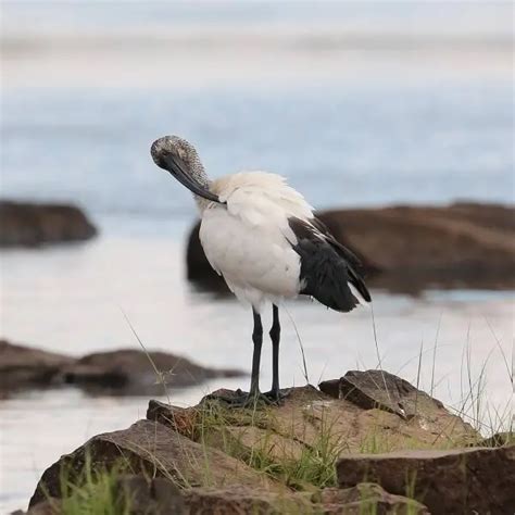 African sacred ibis - Facts, Diet, Habitat & Pictures on Animalia.bio