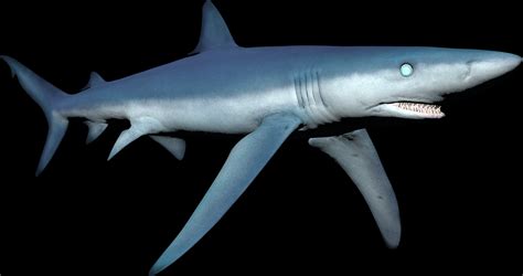 Shark Species | Depth Wiki | Fandom