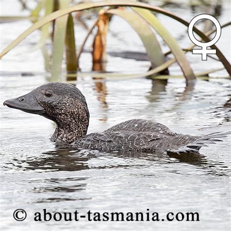 Musk Duck | About Tasmania