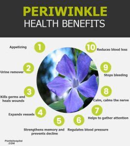 Periwinkle: 17 Wonderful Health Benefits Of Periwinkle