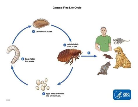 The Life Cycle of Fleas: From Egg to Adult [Complete Guide]