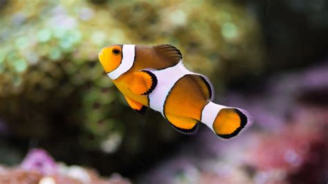 2560x1440 Clownfish 1440P Resolution ,HD 4k Wallpapers,Images ...