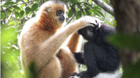 The Hainan Gibbon – a species on the brink of extinction – Luc Bourne