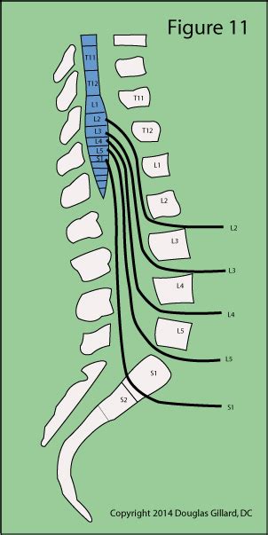 Learn all about lumbar spine anatomy from a world-renowned Spine Expert | ChiroGeek.com