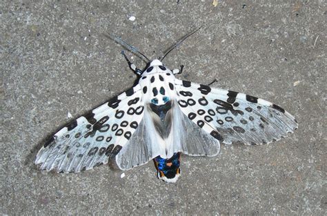 Giant Leopard Moth - Facts and Pictures