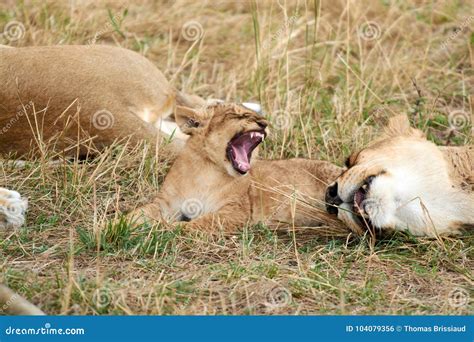 Roaring baby lion stock photo. Image of female, african - 104079356