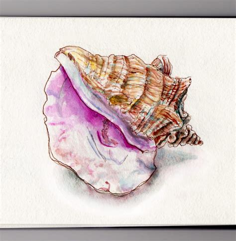 Easy Simple Conch Drawing - Inkinspot