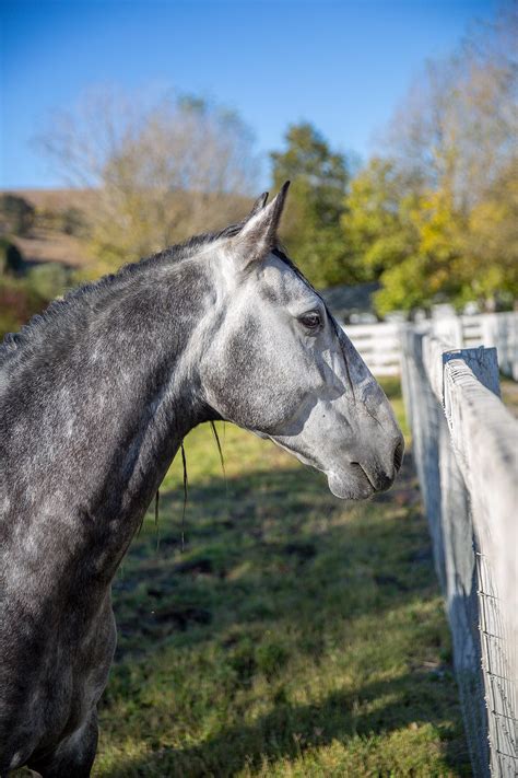 14 - Cavalia Odysseo - 65 horses vacationing at local farm in Santa Barbara County - Cavalia