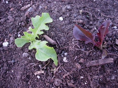 Sojo Community Garden Plot: Garden Map, Sprout Identification