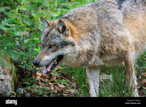 European Grey Wolf (Canis lupus) stalking prey through bushes, Bavarian forest, Germany Stock ...