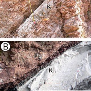 Trace fossils from the Cretaceous-Paleogene (K-Pg) boundary section at... | Download Scientific ...