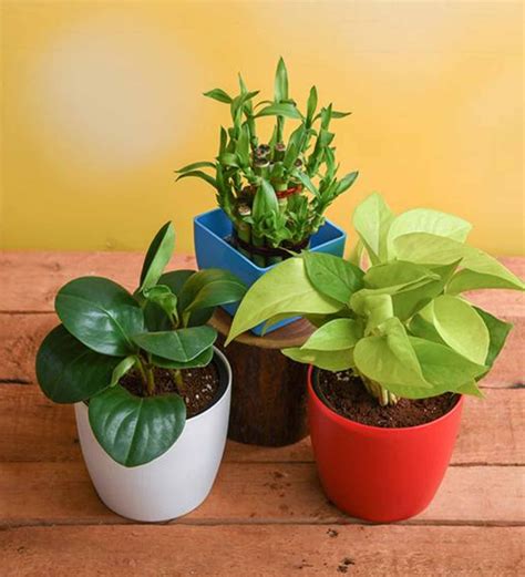 Buy Peperomia, Money , Lucky Bamboo Natural Plant at 30% OFF by ...