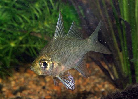 Aquagreen's Aqualog » Australian Native Fish