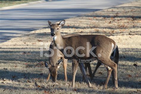 Deer Grazing Stock Photo | Royalty-Free | FreeImages