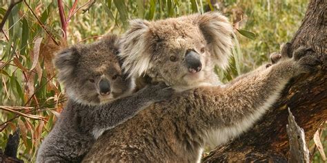 Baby koala giving filmmaker a hug might be peak cuteness