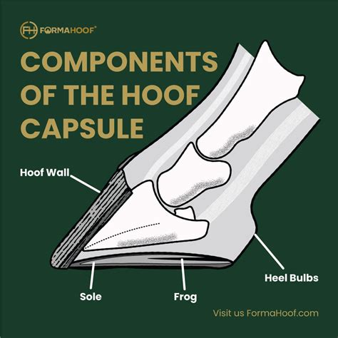 Hoof Wall Separation in Horses Diagnosis and Treatment