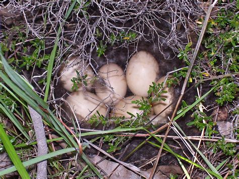 Pacific Black DuckFriends of Queens Park Bushland | Friends of Queens Park Bushland