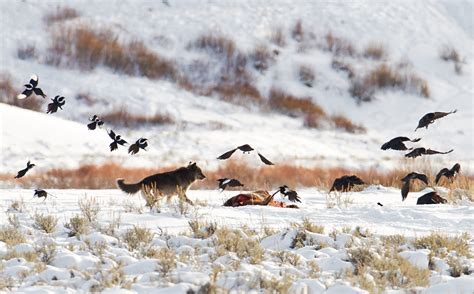 The New Threat to Wolves in and Around Yellowstone - The New York Times