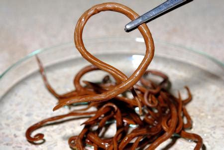 Roundworm | nidirect