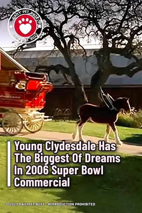 Young Clydesdale Has The Biggest Of Dreams In 2006 Super Bowl ...