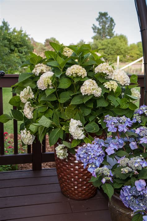 Hostas And Hydrangeas: The Perfect Pair For Your Garden ...