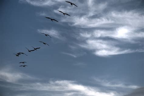 Flying Birds Free Stock Photo - Public Domain Pictures