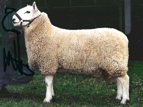 Heritage Sheep Australia - Cheviot | Sheep breeds, Sheep, Animals