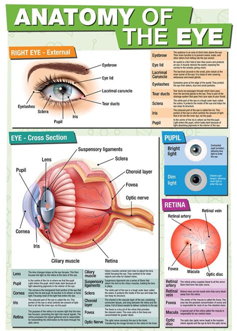 GCSE Science Anatomy of the Eye - A2 Poster – Tiger Moon