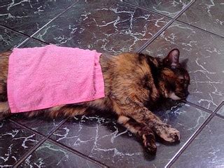 heat exhaustion - very naughty kitty | as most of you know c… | Flickr