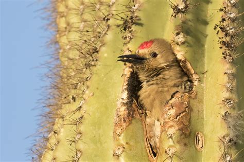 Making a Home Among the Saguaros | BirdNote