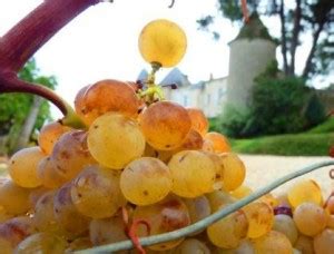 Semillon, Wine, Flavor, Character, History, Wine and Food Pairings