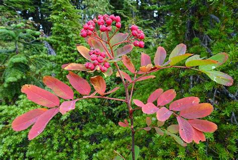 A few Plateau plants - Comox Valley NatureComox Valley Nature