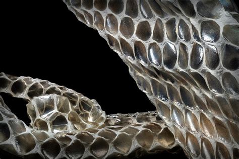 Shedded Snake Skin Photograph by Robert Storost