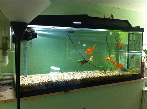 Fish Tank Setup | Fresh Water Step-By-Step Guide for Filters, Tanks and Setup