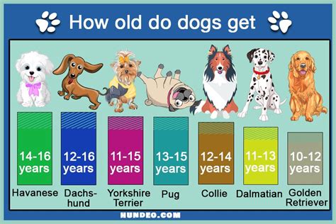 How old do dogs live? (Life expectancy in table)