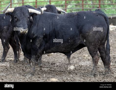 Spanish fighting bulls hi-res stock photography and images - Alamy